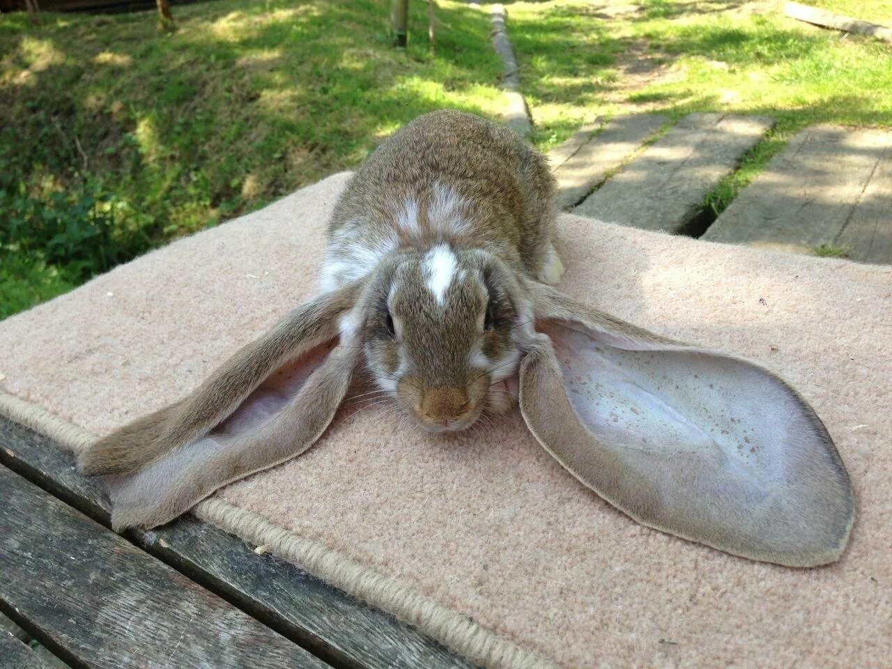 Ушастый кролик. Длинноухий кролик. Кролик с длинными ушами. Заяц с большими ушами.
