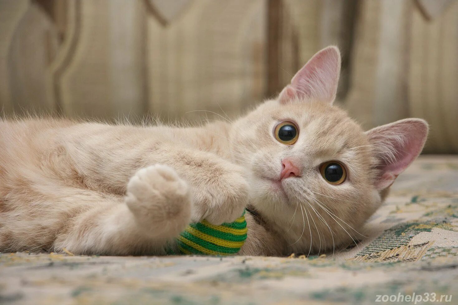 Британский карташевский кот персиковый. Сибирский гладкошерстный персиковый кот. Кот бежевого цвета. Кот бежевого цвета. Сибирский кот персикового окраса.