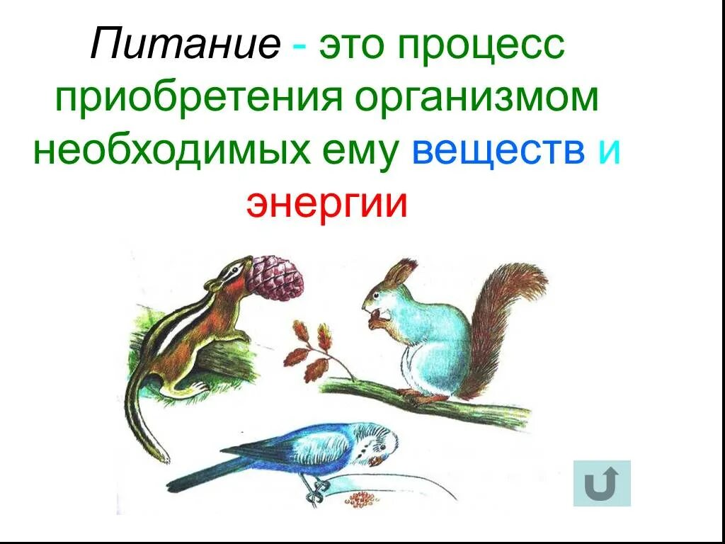 Питание живых организмов. Типы питания живых организмов. Типы питания биология. Питание организмов биология.