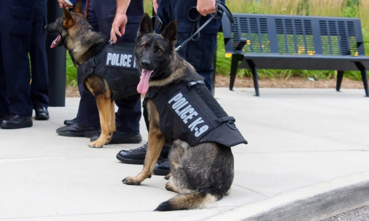 К9 Юнит. K-9 Unit. K9 Unit Police. К9 полиция США. K unit