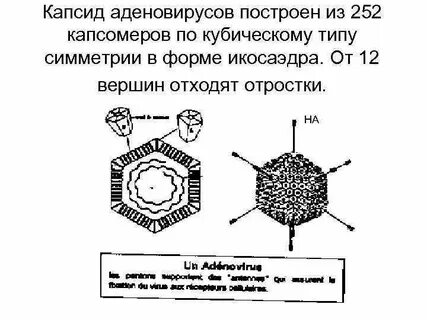 Капсид это