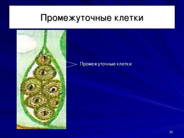 Промежуточные клетки гидры функции. Промежуточные клетки. Промежуточные клетки кишечнополостных. Функции промежуточных клеток. Строение промежуточной клетки эктодермы.