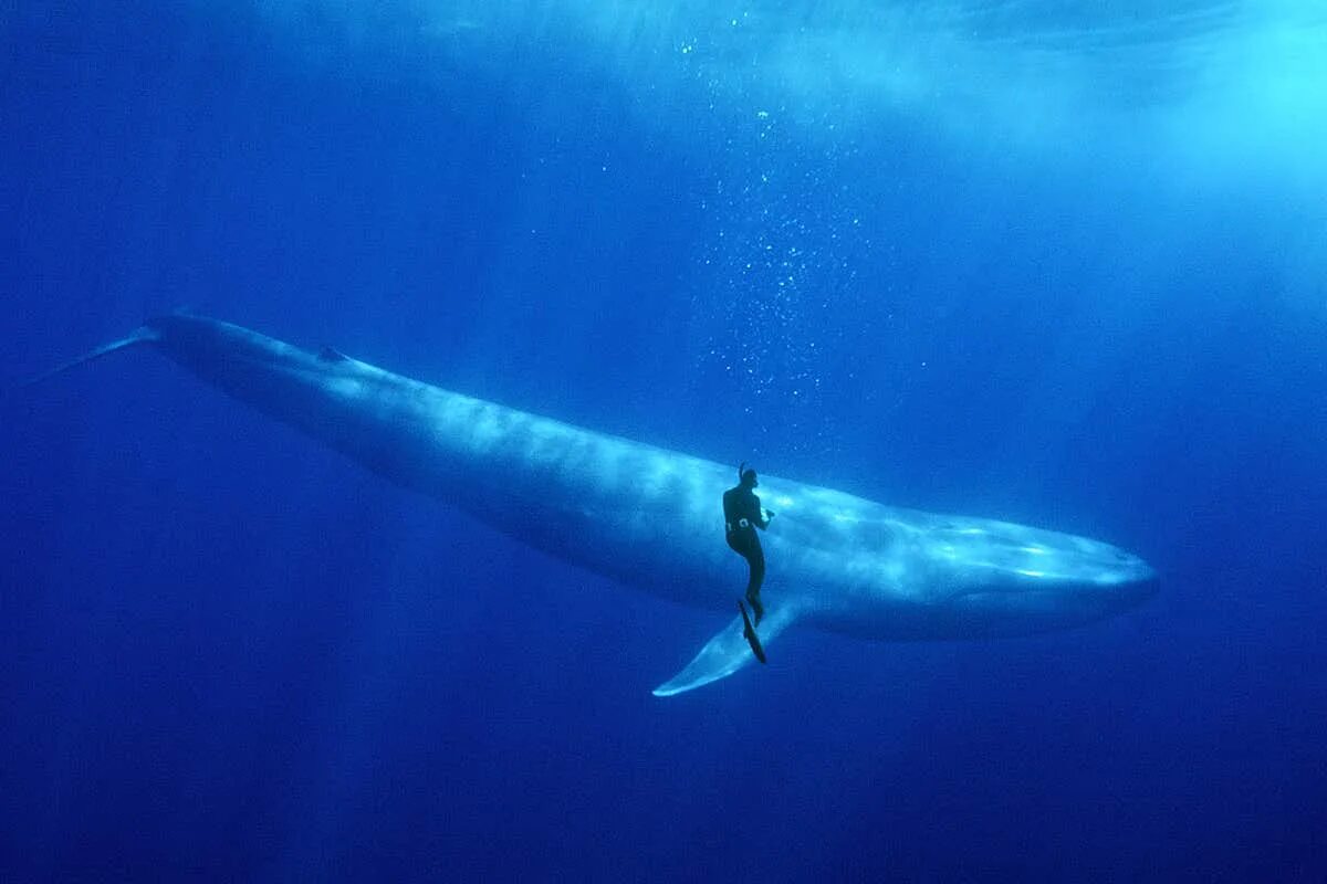 Синий размер. Синий кит 33 метра. Синий кит самый большой кит. Синий кит и человек. Размер кита.