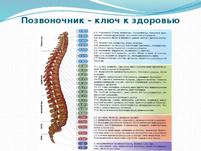 Рисунок правильного здорового позвоночника человека сбоку. Здоровый позвоночник вид сбоку. Позвоночник здорового человека вид сбоку. Позвоночник с номерами позвонков. Рассмотрите позвоночник и выделите его отделы