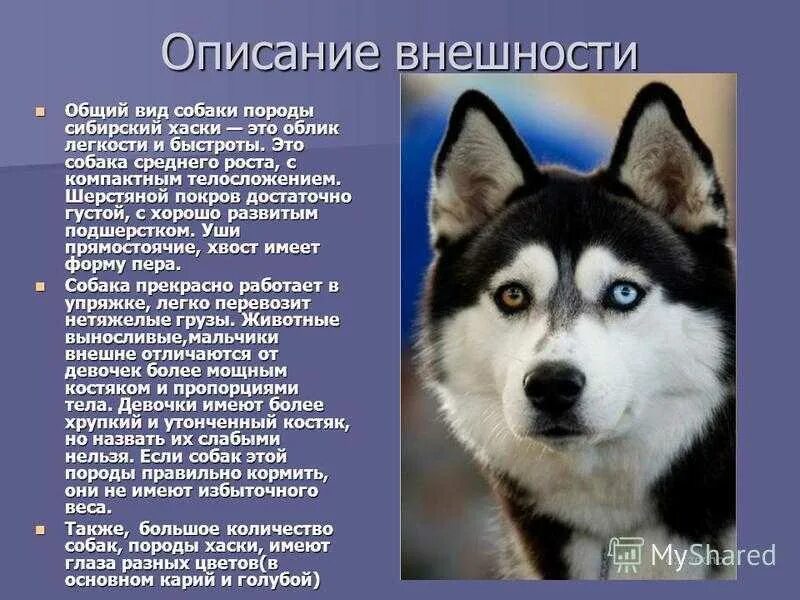 Опишите какое нибудь животное