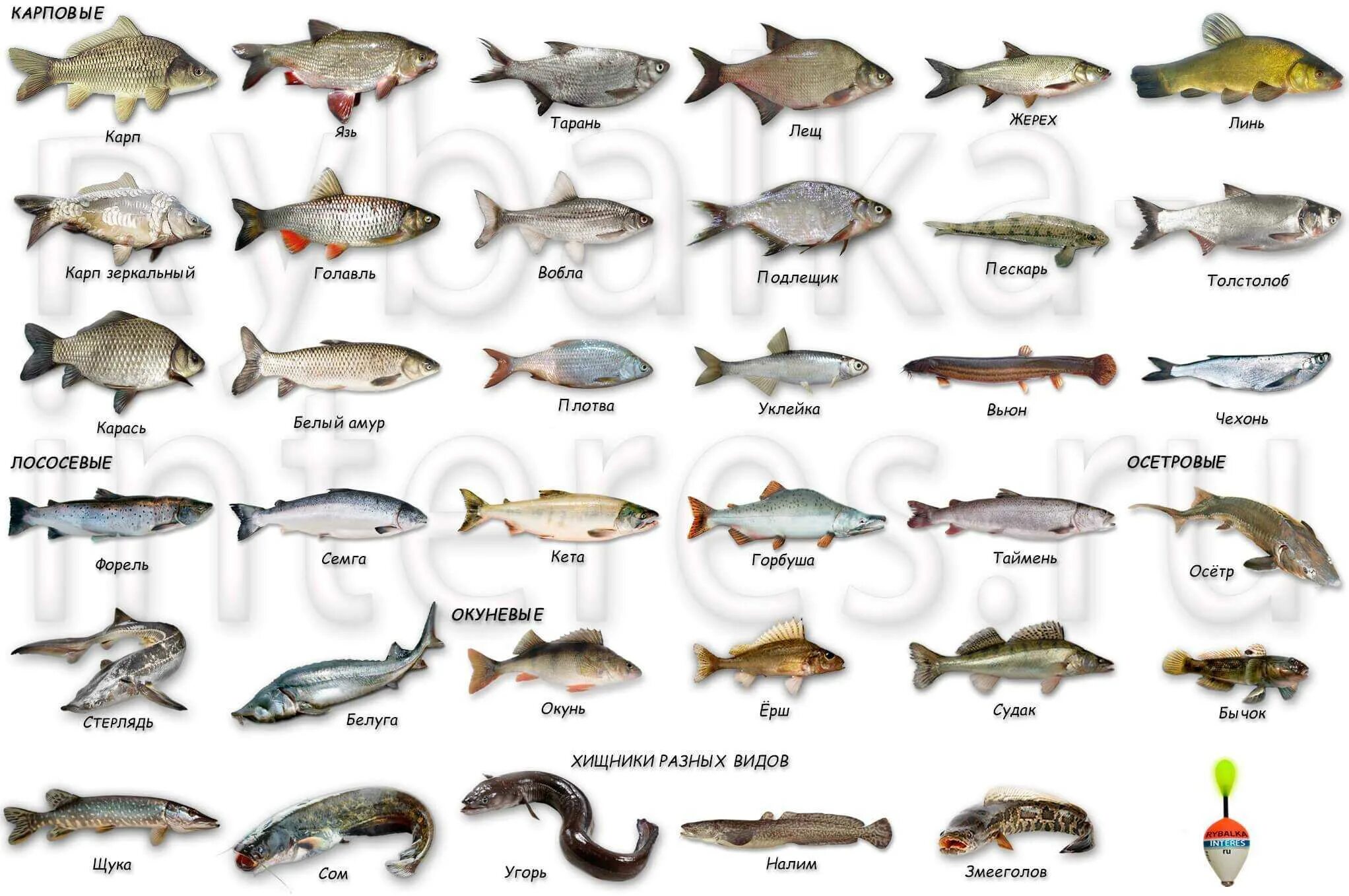 Разновидности рыб. Название рыб. Виды речных рыб. Пресноводные рыбы названия. Типы рыб названия