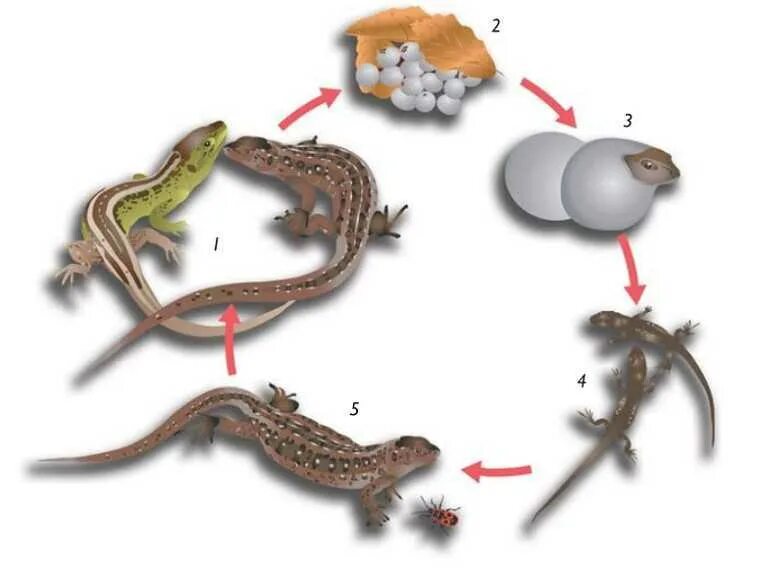 Жизненный цикл прыткой ящерицы. Жизненный цикл пресмыкающихся схема. Цикл развития рептилий. Размножение живородящей ящерицы. Земноводное у которого раньше всех заканчивается метаморфоз