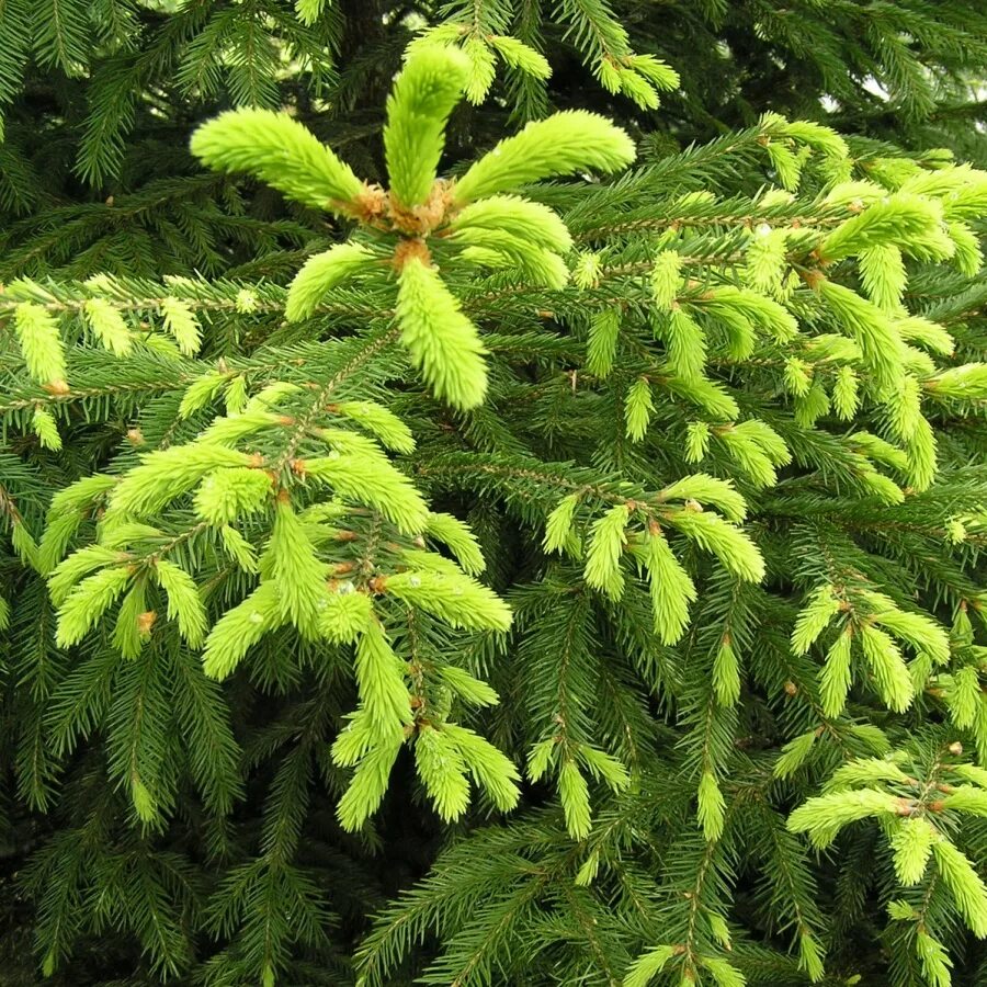 Ель европейская. Ель европейская Picea Abies. Ель обыкновенная Picea Abies. Ель обыкновенная (европейская) – Picea Abies. Ель обыкновенная Picea Abies 'Rydal'.