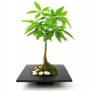 Money tree plant