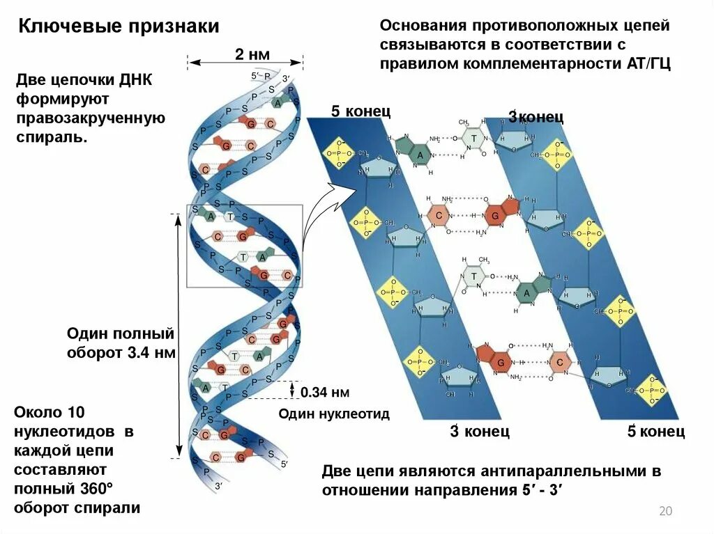 Строение ДНК антипараллельность. Репликация ДНК 5 И 3 концы. Молекулярный механизм репликации ДНК. Строение и репликация ДНК. Изменения происходят в последовательности нуклеотидов молекулы днк