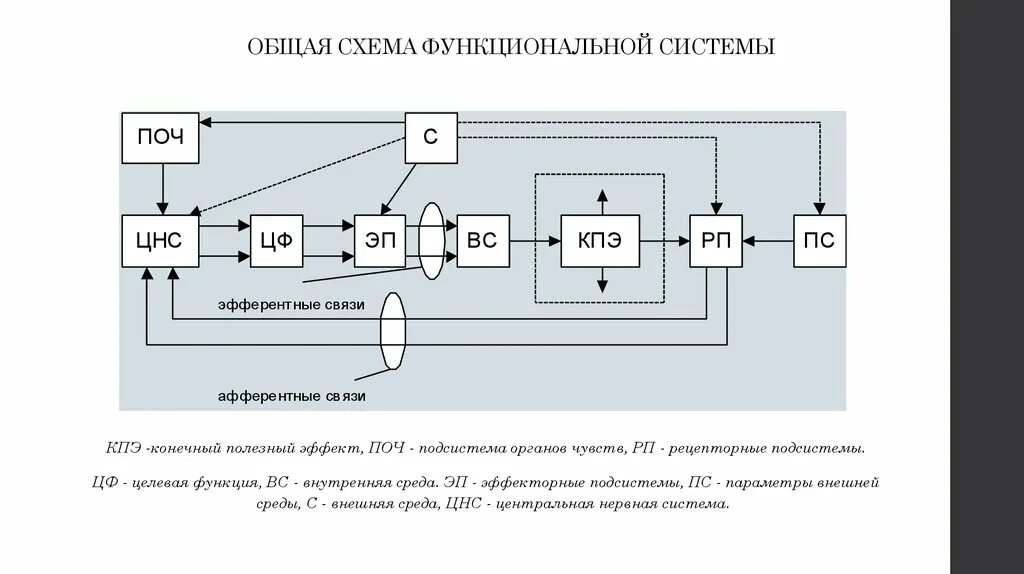 Что понимают под функциональной системой приведите примеры. Чем отличается структурная схема от функциональной. Структурная схема биотехнических систем диагностического типа.. Функциональная схема биопротеза. Структурная и функциональная схема усилителя.