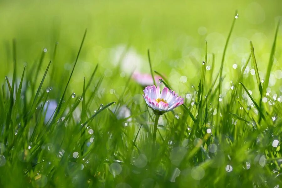 Капли росы на траве фото Wallpaper : sunlight, field, water drops, morning, atmosphere, dandelion, spring