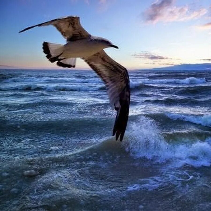 Море Буревестник. Чайки над морем. Буревестник над морем. Птица над морем в шторм.