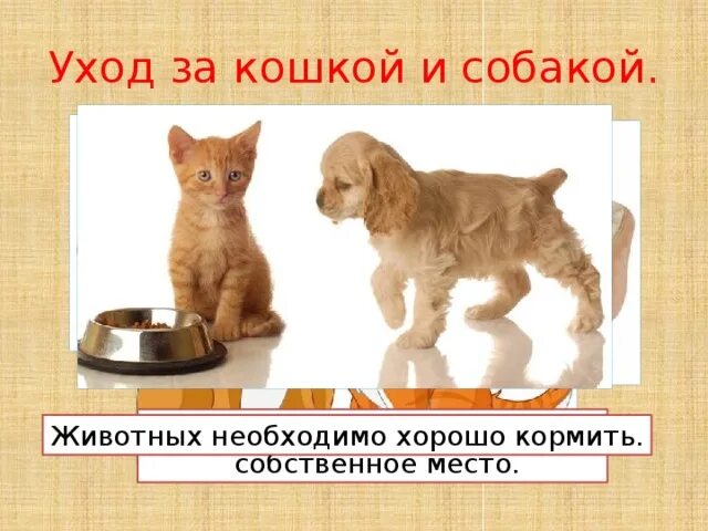Про кошек и собак презентация окружающий. Кошки и собаки для презентации. Про кошек и собак 2 класс окружающий мир. Учимся ухаживать за кошкой и собакой. Животных необходимо хорошо кормить.