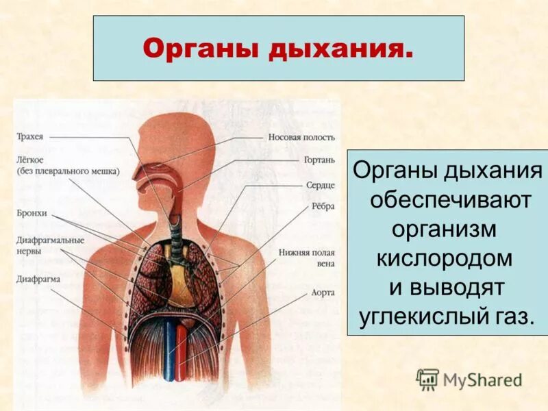 Как устроена дыхательная система 3 класс. Строение дыхательной и пищеварительной системы человека. система органов дыхания человека 3 класс окружающий мир. органы дыхательной системы 4 класс окружающий мир. дыхательная система человека трахея.