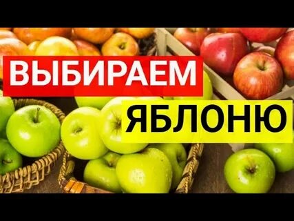 Выбрать яблоню