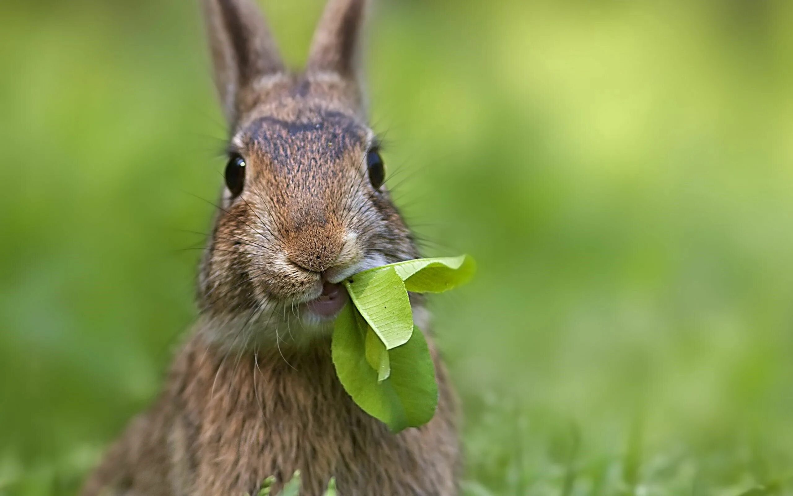 Animals rabbit. Зайцеобразные млекопитающие. Кролик. Кролик кушает. Картинки Зайцев.