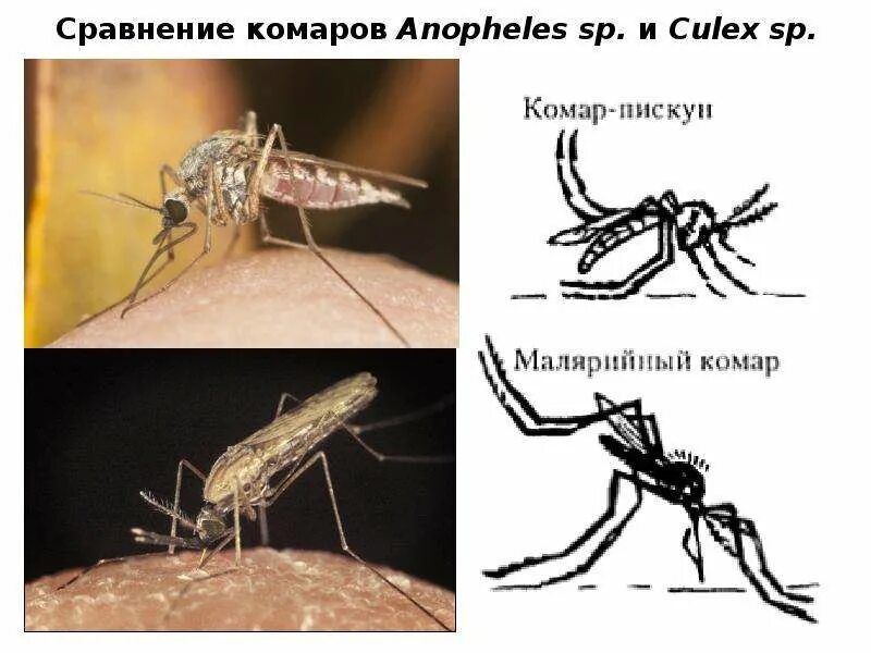 Типула и малярийный комар отличия. Комары кулекс и анофелес сравнение. малярийный комар. комары рода culex.