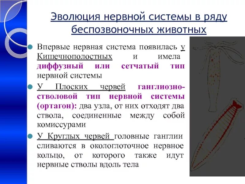 Нервная система беспозвоночных. Типы нервной системы у беспозвоночных. Типы строения нервной системы у беспозвоночных. Этапы развития нервной системы у беспозвоночных. У каких беспозвоночных животных нервная система образована