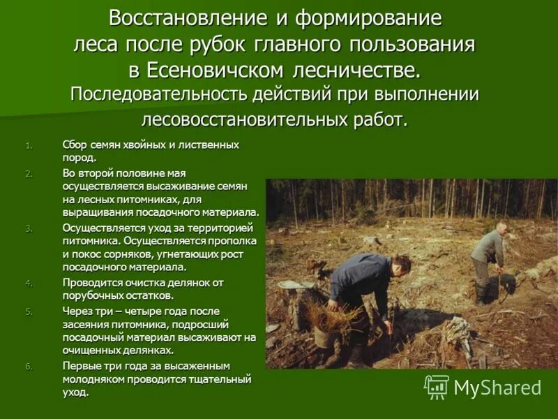 Формирование леса. Формирование леса. Дополнительнение лесных культур. Экологическая сукцессия первичная сукцессия вторичная сукцессия. Формирование леса.