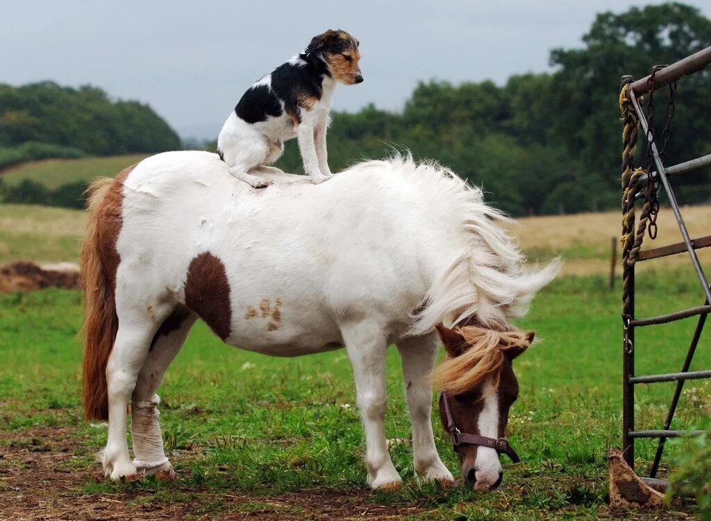 Animal ride. Корова и лошадь. Конь и корова. Корова лошадка. Лошадь и собака.