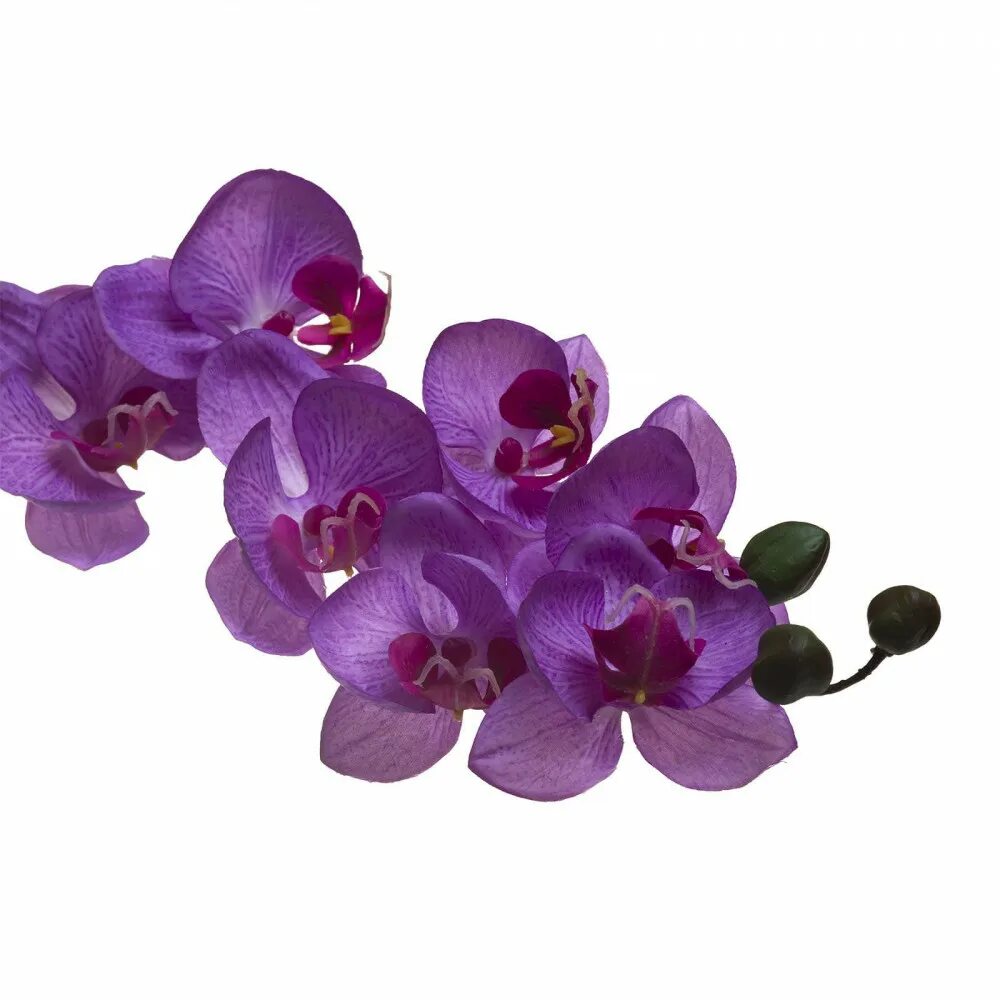 Орхидея купить в оренбурге. Орхидея лиловая (8j-1219s0005). Фаленопсис Андорра. Фаленопсис Caleidos. Орхидея фаленопсис Salinas.