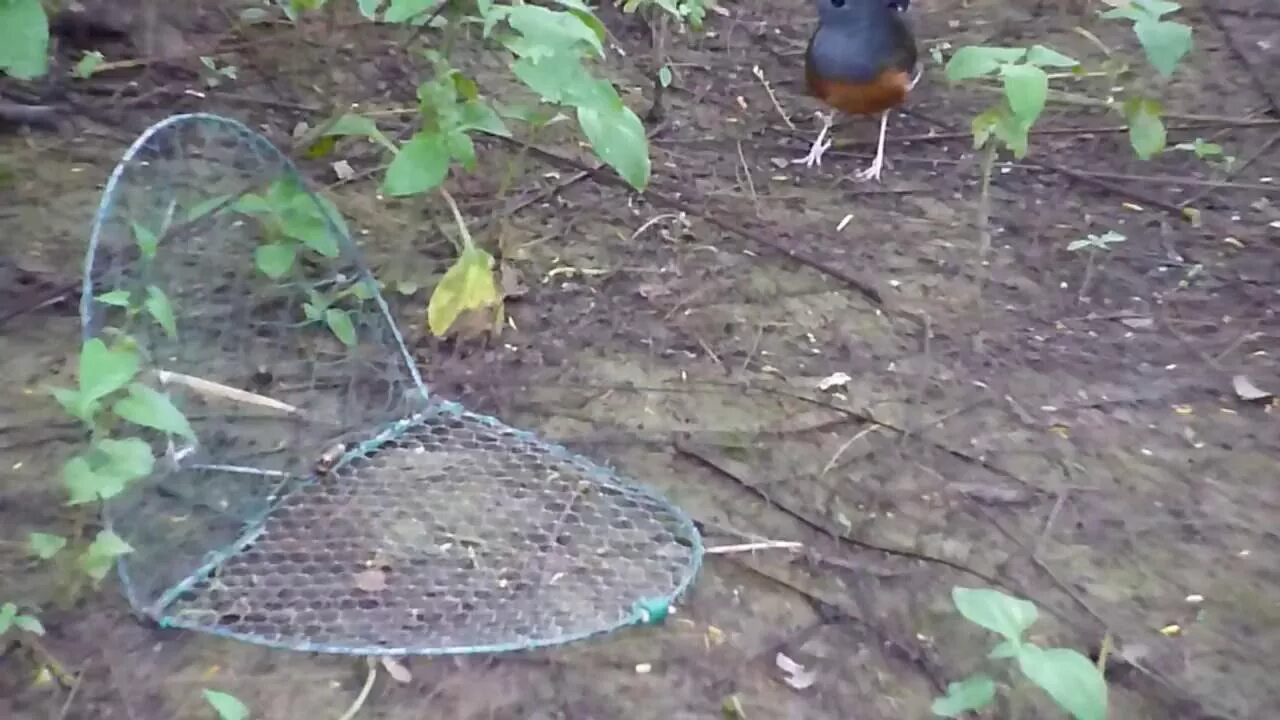 Как ловить фазанов