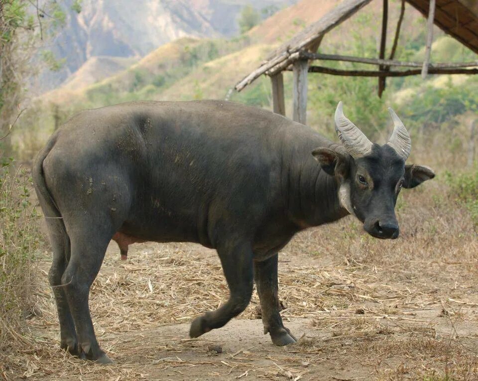 Карликовый буйвол аноа. Тамарау буйвол. Кентус карликовый буйвол. Карликовый буйвол Тамарау.