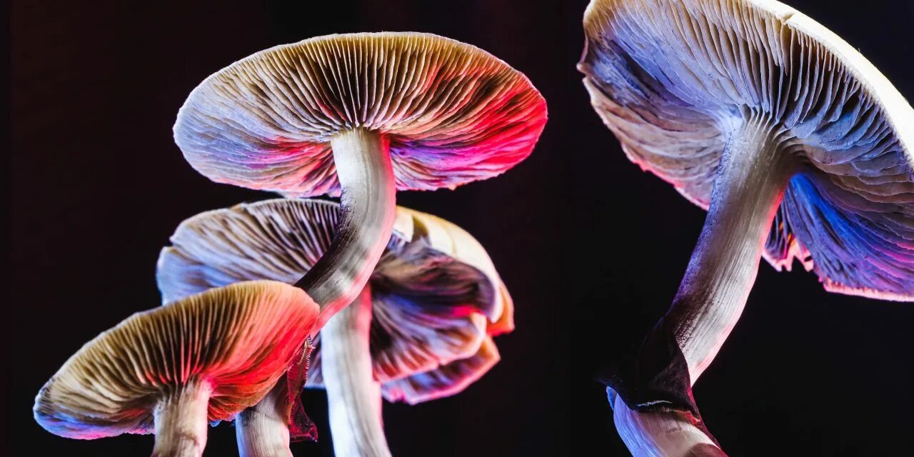 Psilocybin Mushroom Microdosing. Magic Mushrooms Microdosing. Psilocybin Effects. Psilocybin substrate.