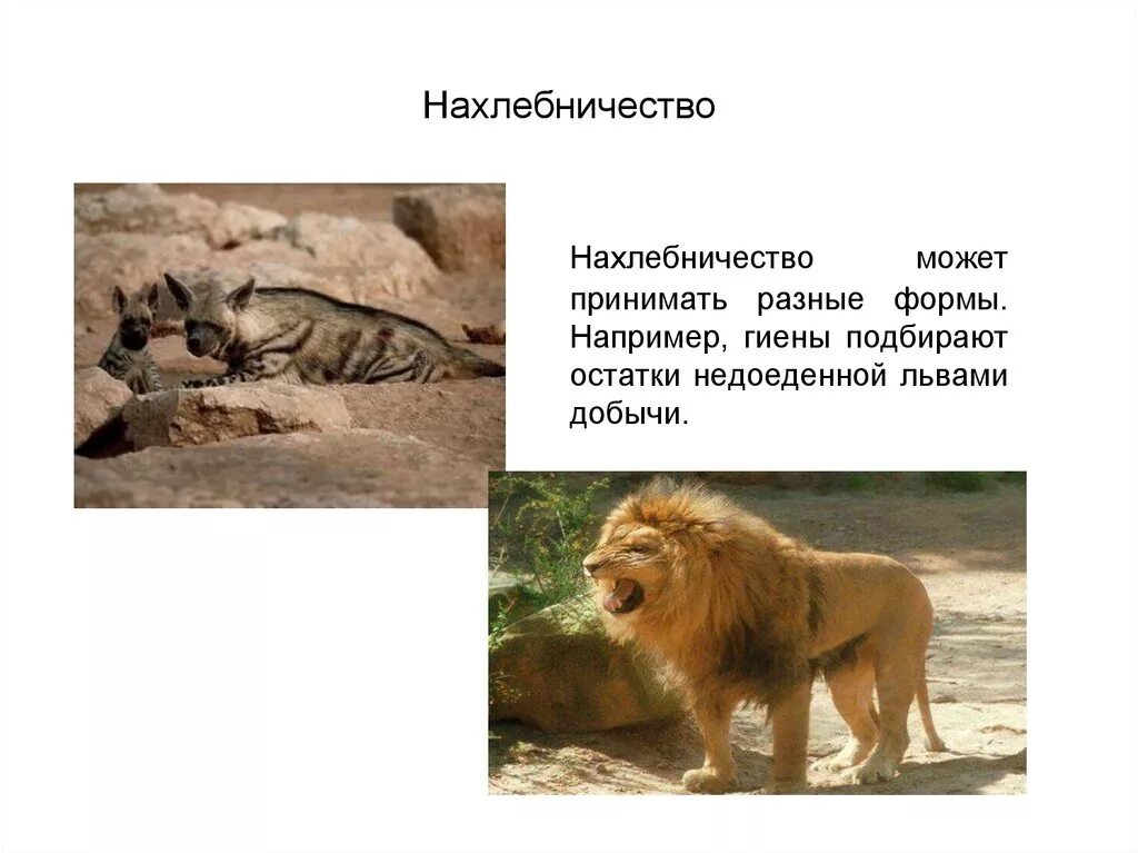 Нахлебничество примеры животных. Нахлебничество. нахлебничество у животных. примеры нахлебничества в биологии. львы и гиены нахлебничество.