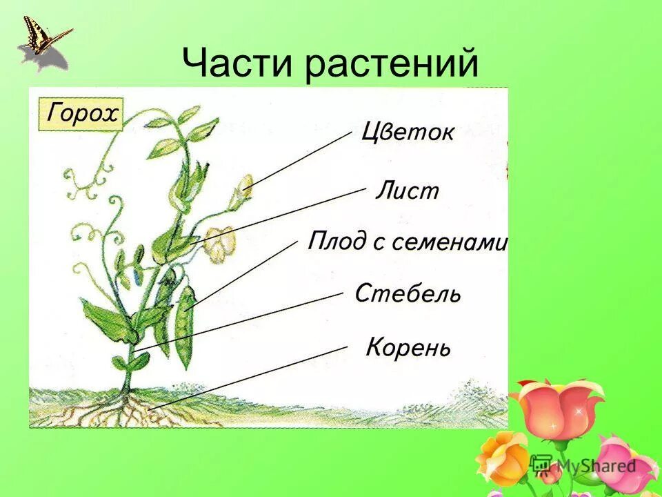 Растения первый класс. Части растения. Название частей растения. Строение гороха. Горох части растения.