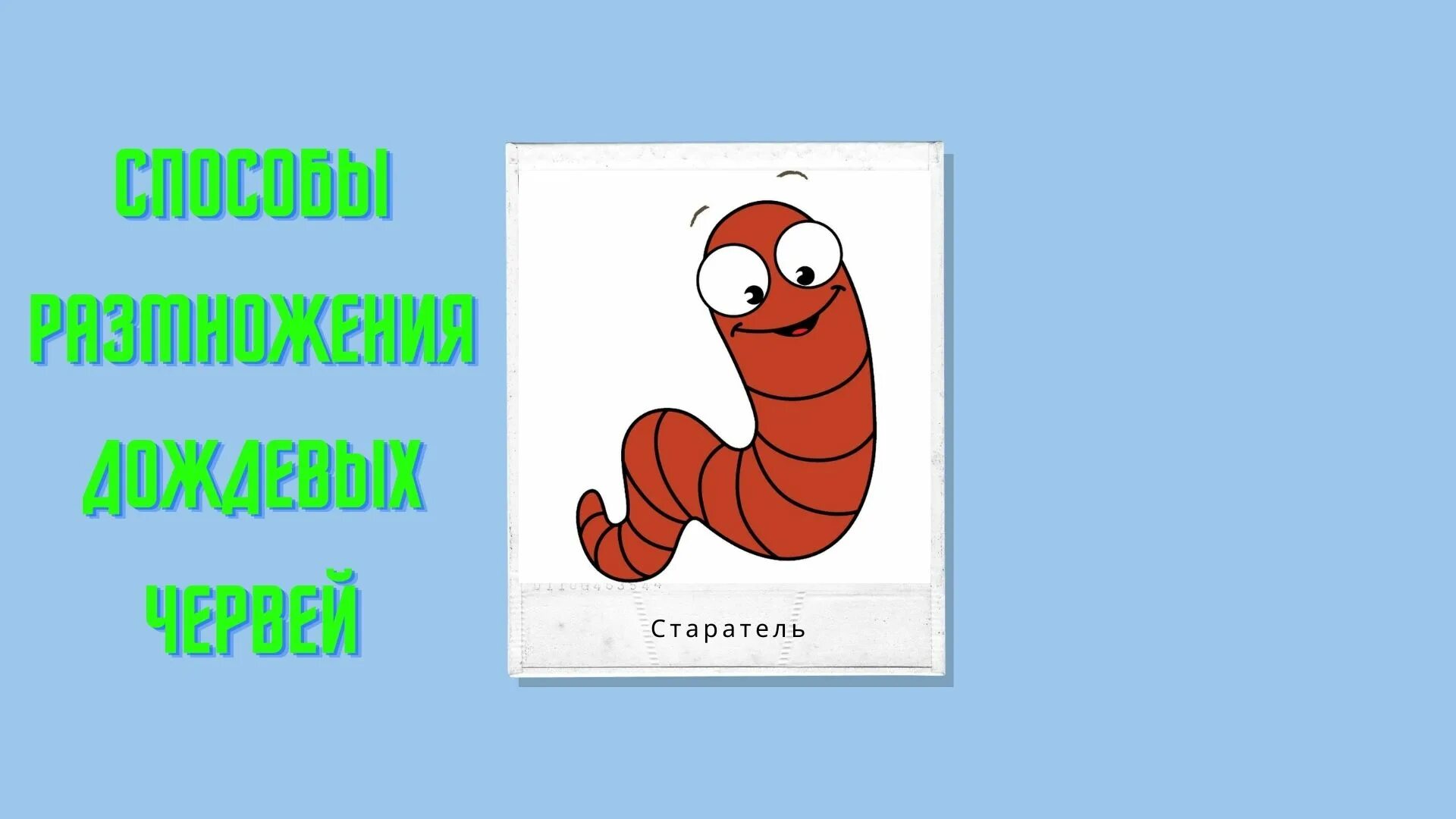 Способ размножения дождевого червя. Размножение дождевых червей. размножение дождевого червя. земляные черви размножение.