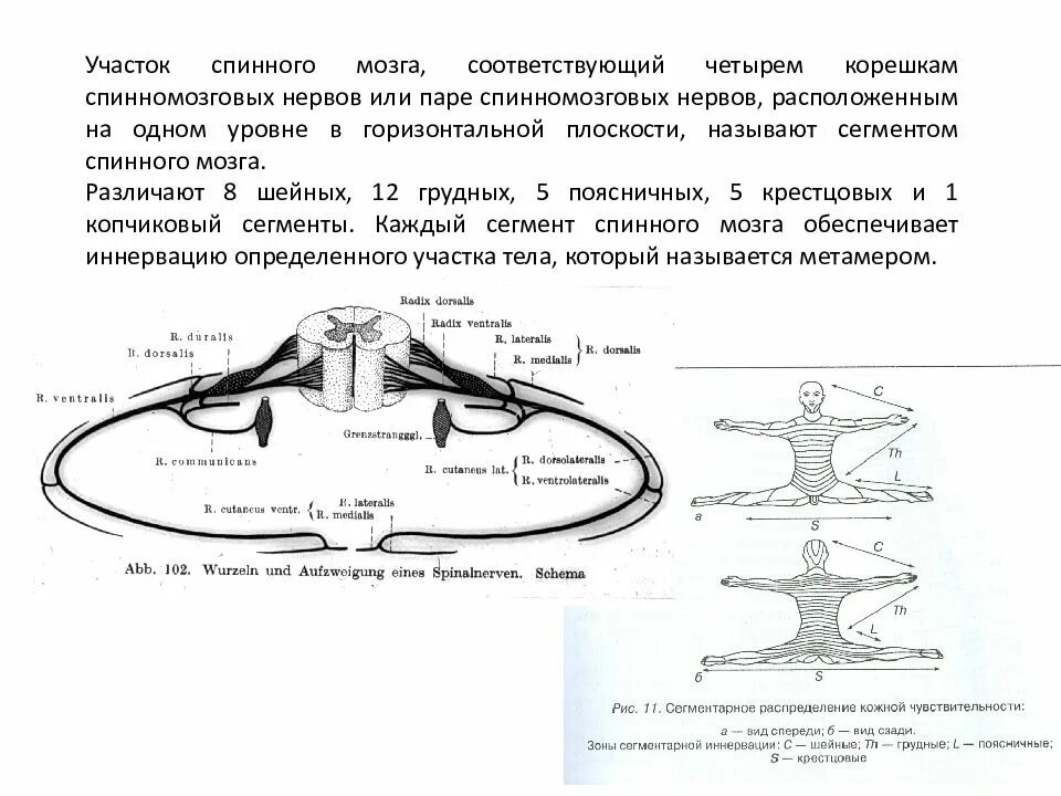 Схема сегмента спинного мозга. 1 Образование и строение спинномозговых нервов. Строение сегмента спинного мозга. Схема формирования спинномозгового нерва. Сколько пар спинномозговых нервов отходит от спинного