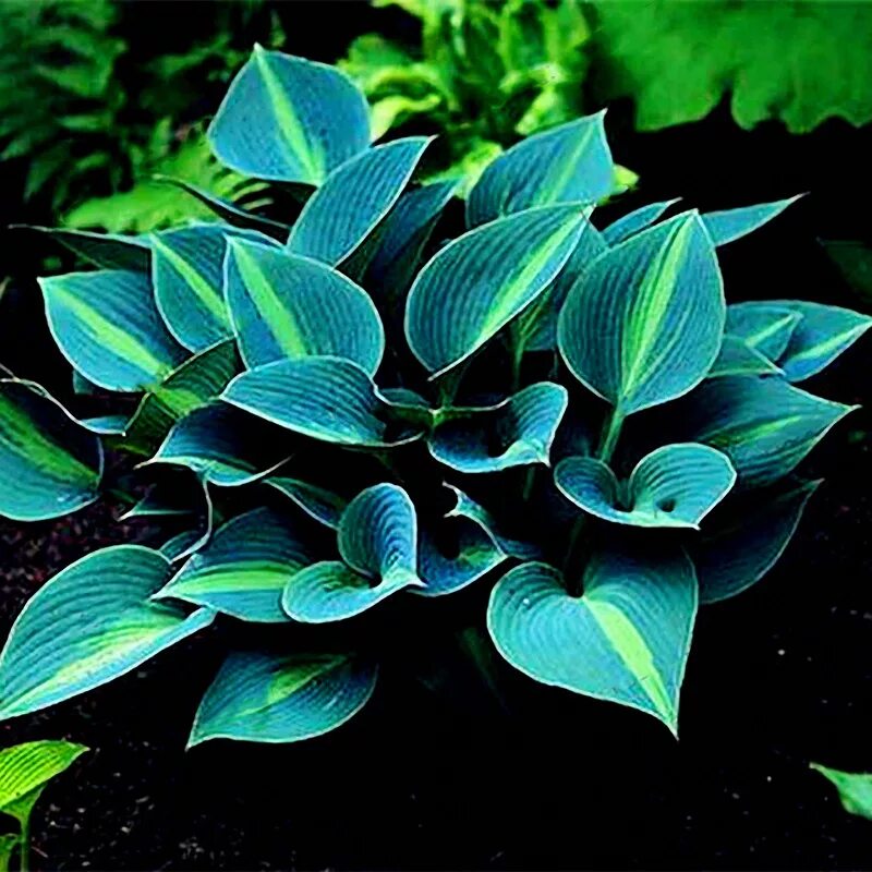 Хосты виды хост. Хоста &quot;touch of class&quot; (hosta). хоста red hostas. хоста fragrant fire. хоста shade perennials.