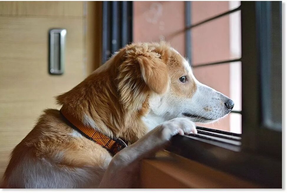 Хозяин собаки. Преданность собаки. Животные друзья человека. Человек с собакой. Собака ждет.
