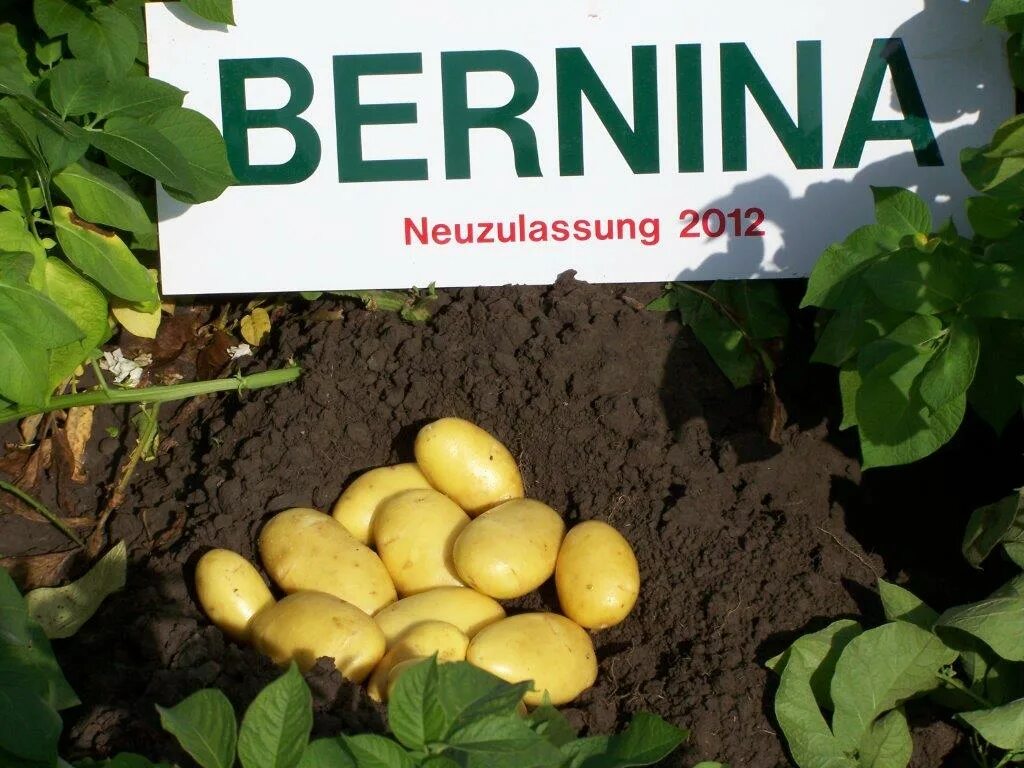 Сорт картофеля бернина характеристика отзывы. Сорт картофеля Бернина. Бернина картофель семенной. Семенной картофель, сорт «Бернина». Семена картофеля Бернина.