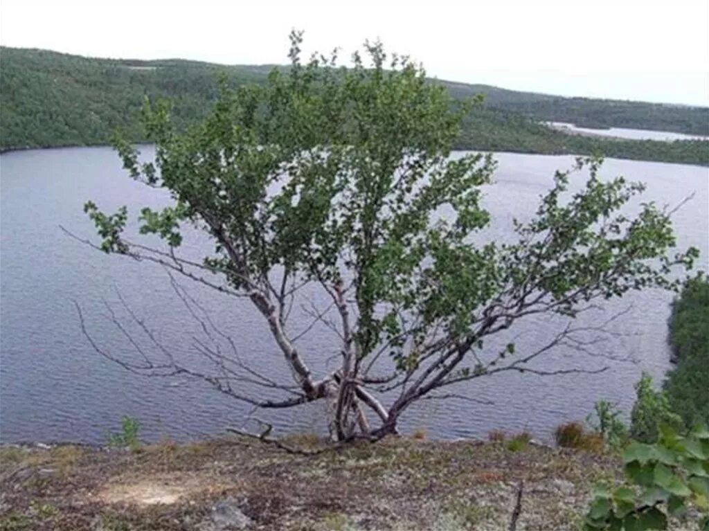 Карликовая береза в степи. Карликовая берёза в тундре. Кроликовая береза в тундре. Растительность тундры карликовая береза. Растения тундры карликовая береза.