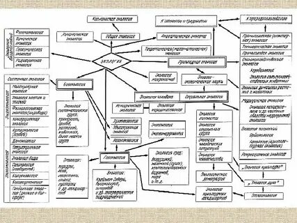 Разделы экологии