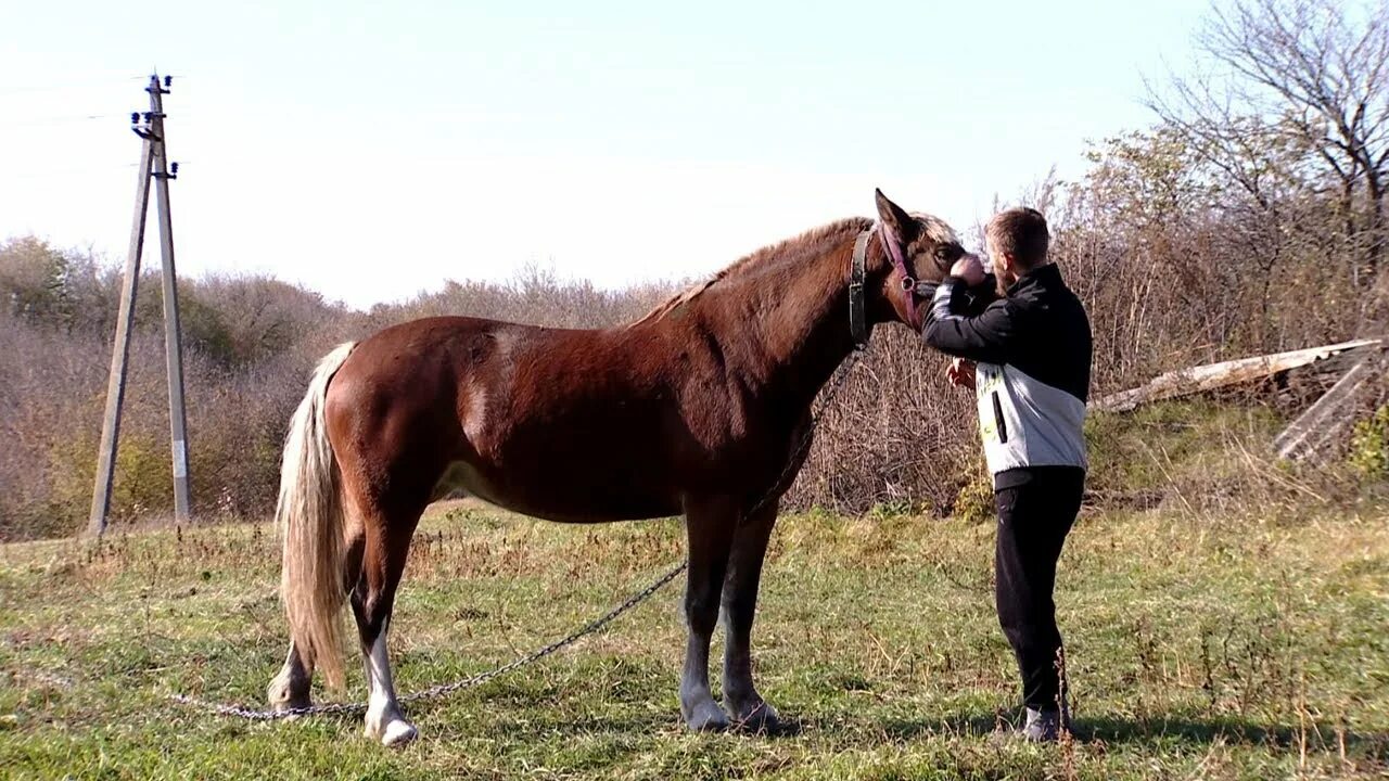 Катание на лошадях в Тамбове. В Тамбове лошади Белоусов. Тамбовская область Сосновский район конный клуб. Лошадь Яндекса. Продажа лошадей тамбовская