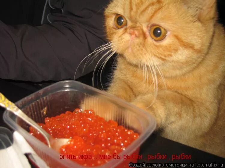 рыжий кот с рыбой. коты и роллы. кот с рыбой. кот жрет рыбу. кот стащил со стола.