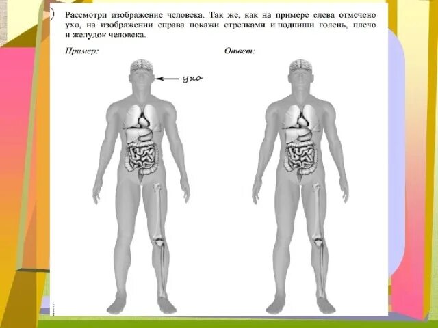 Изображение тела человека ВПР. Строение человека ВПР. Строение тела человека ВПР. Схема строения человека ВПР.