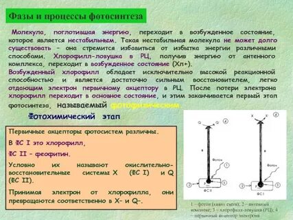 Возбужденные молекулы