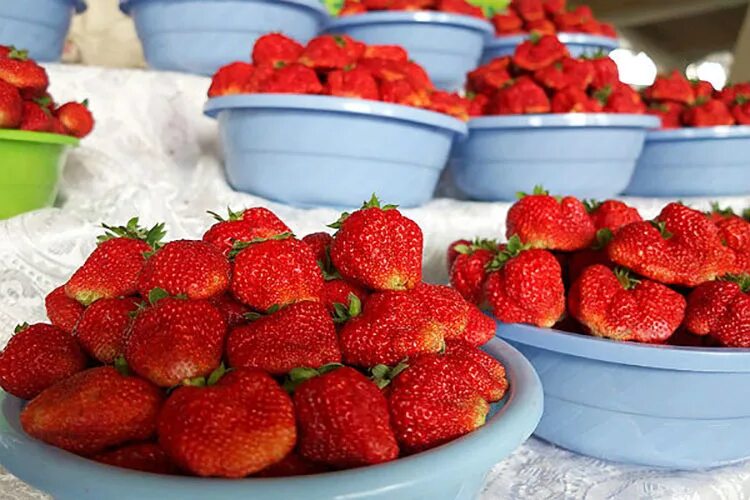 Фото клубники кисс неллис. Бордовая клубника самая сочная. Клубничный форум. Самая крупная клубника. Самая крупная клубника.