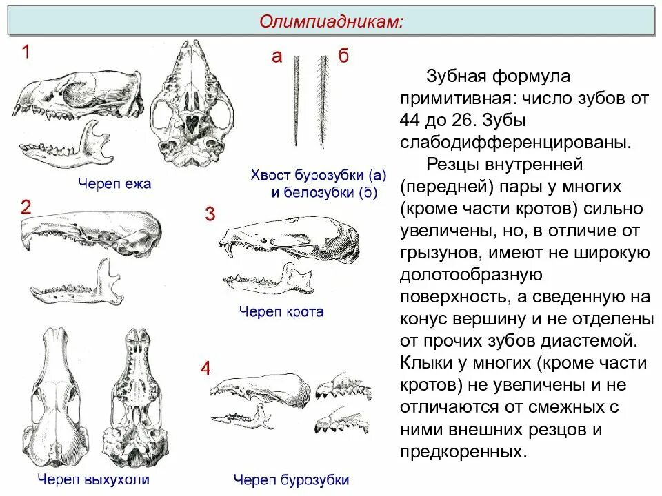 Наиболее развитые резцы можно обнаружить у млекопитающих. Строение зубной системы млекопитающих. Зубные формулы млекопитающих. Зубная формула грызунов млекопитающих. Зубные системы животных разных отрядов млекопитающих.