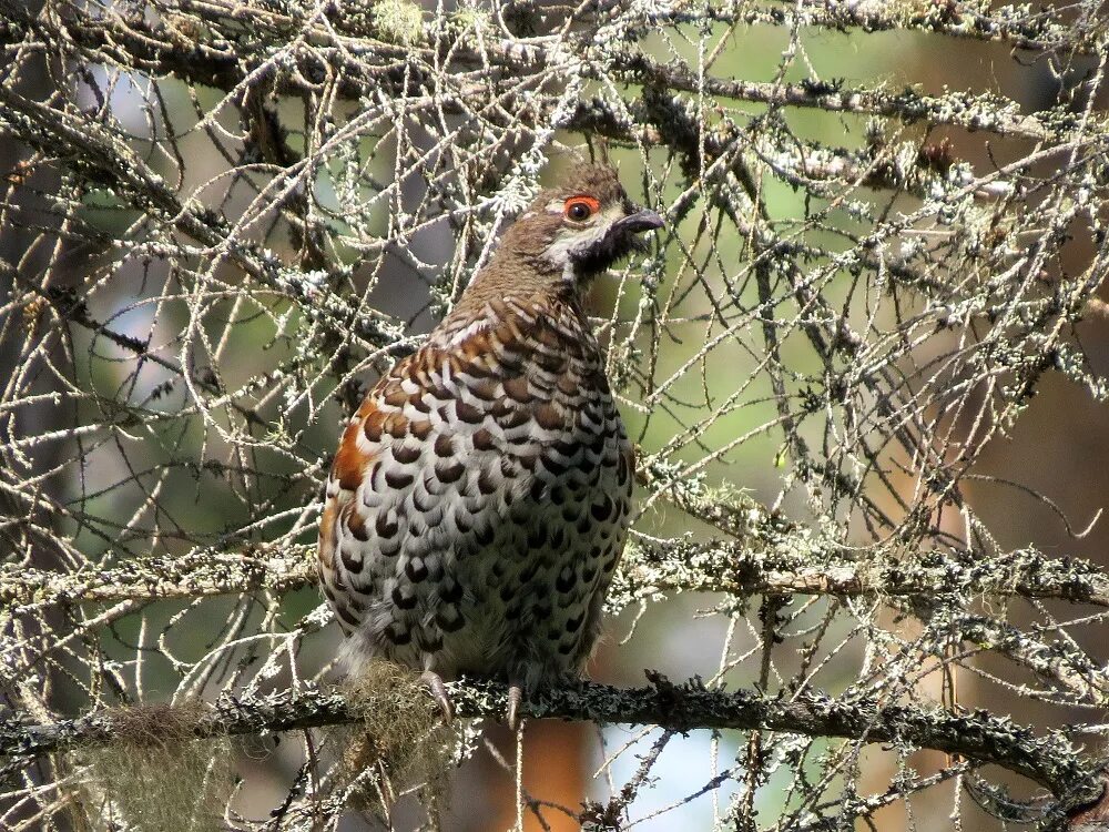 животные заповедника кивач