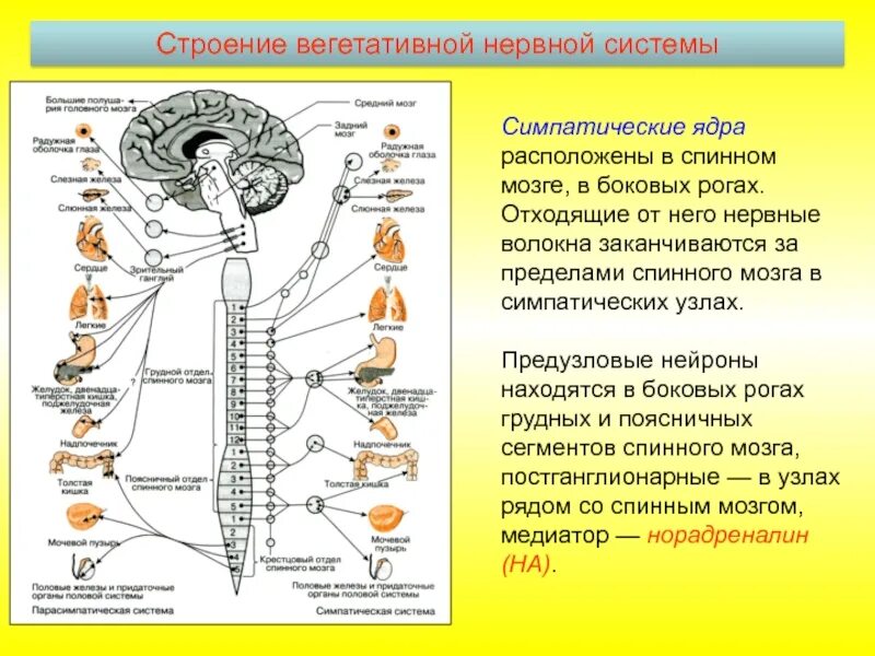 нервная система человека симпатическая и вегетативная. работа симпатической и парасимпатической системы. парасимпатическая система и симпатическая система. вегетативная нервная система симпатика и парасимпатика. сердце симпатическая и парасимпатическая нервная система.