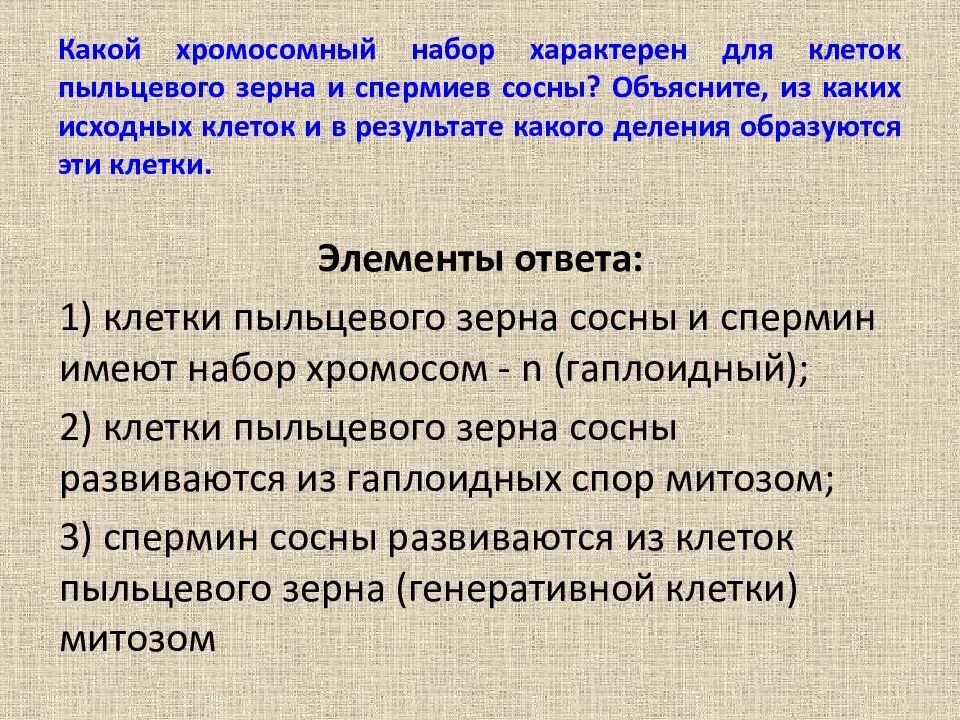 Спермий хвойных. Из генеративной клетки пыльцевого зерна. Функция ядра в сперматозоиде. Генеративная клетка пыльцевого зерна. Цикл развития мужских шишек сосны обыкновенной.
