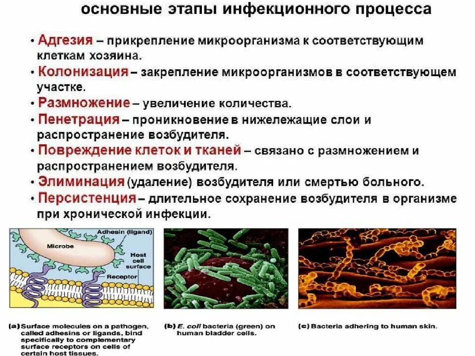 Фазы инфекционного процесса. Стадии инфекционного процесса. инфекция и инфекционный процесс. основные этапы инфекционного процесса. хронический инфекционный процесс.