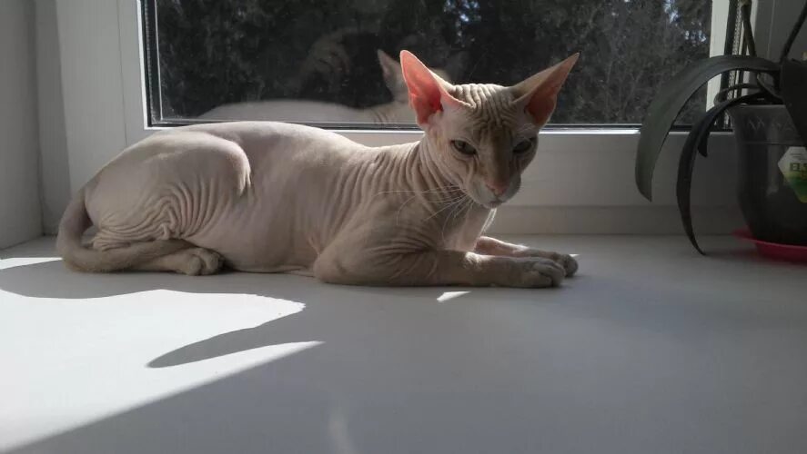 донской сфинкс браш велюр. донской сфинкс браш. донской сфинкс браш велюр. сфинкс браш. донской сфинкс браш.