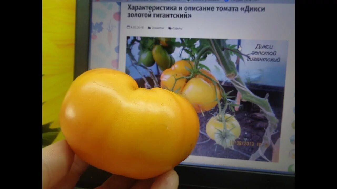 Уральский дачник / Томат Санька золотой (Симбиоз) Микоризированные семена - симб
